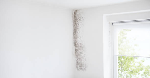 Trusted Tipton, IA Mold Removal Experts