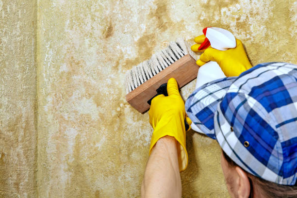 Best Asbestos and Lead Testing During Mold Inspection  in Tipton, IA