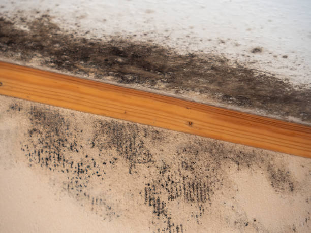 Asbestos and Lead Testing During Mold Inspection in Tipton, IA