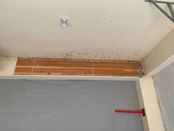 Best Mold Remediation for Healthcare Facilities  in Tipton, IA