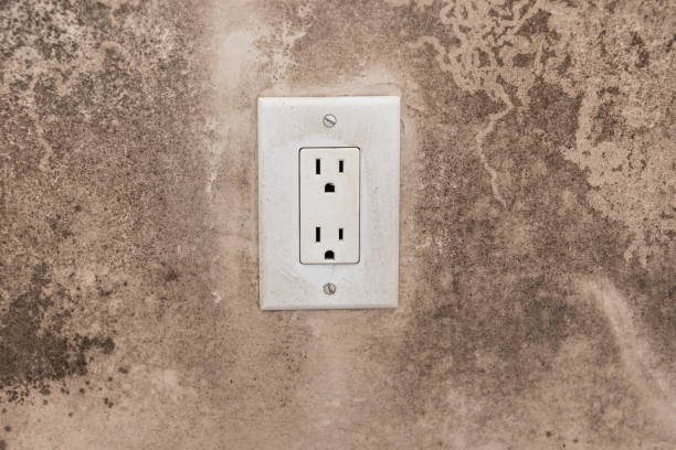 Best Real Estate Mold Inspection  in Tipton, IA