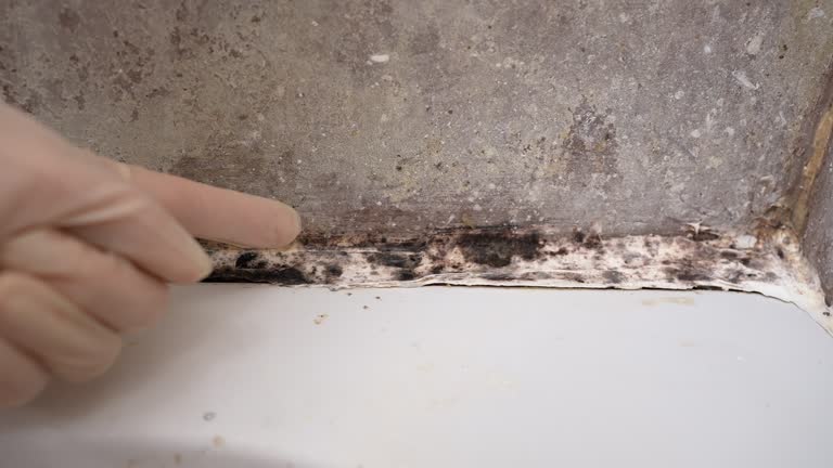 Best Mold Remediation for Vacation Homes  in Tipton, IA
