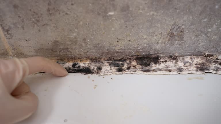 Best Crawl Space Mold Remediation  in Tipton, IA
