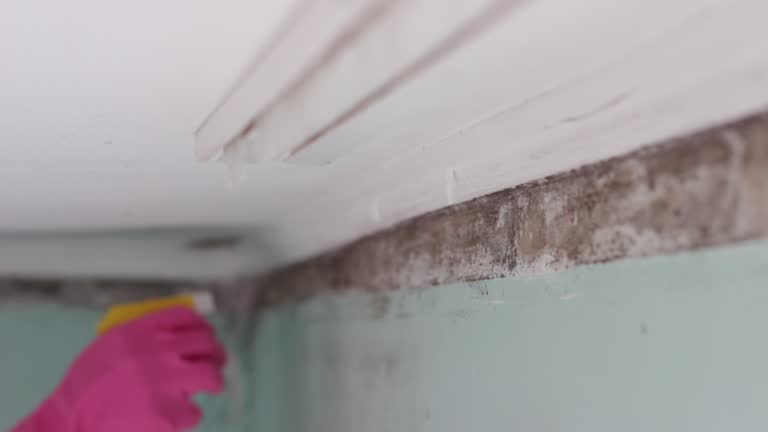 Best Mold Prevention Services  in Tipton, IA